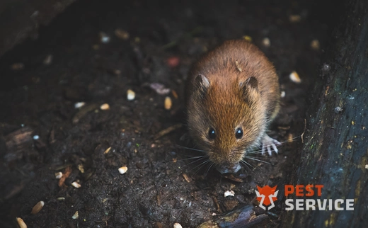 Дератизация в Краснокаменске